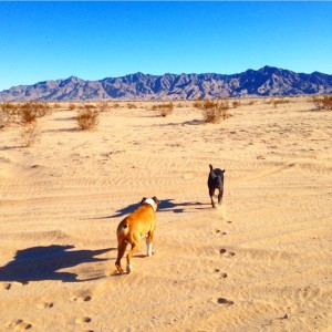 the dogs in the desert. 